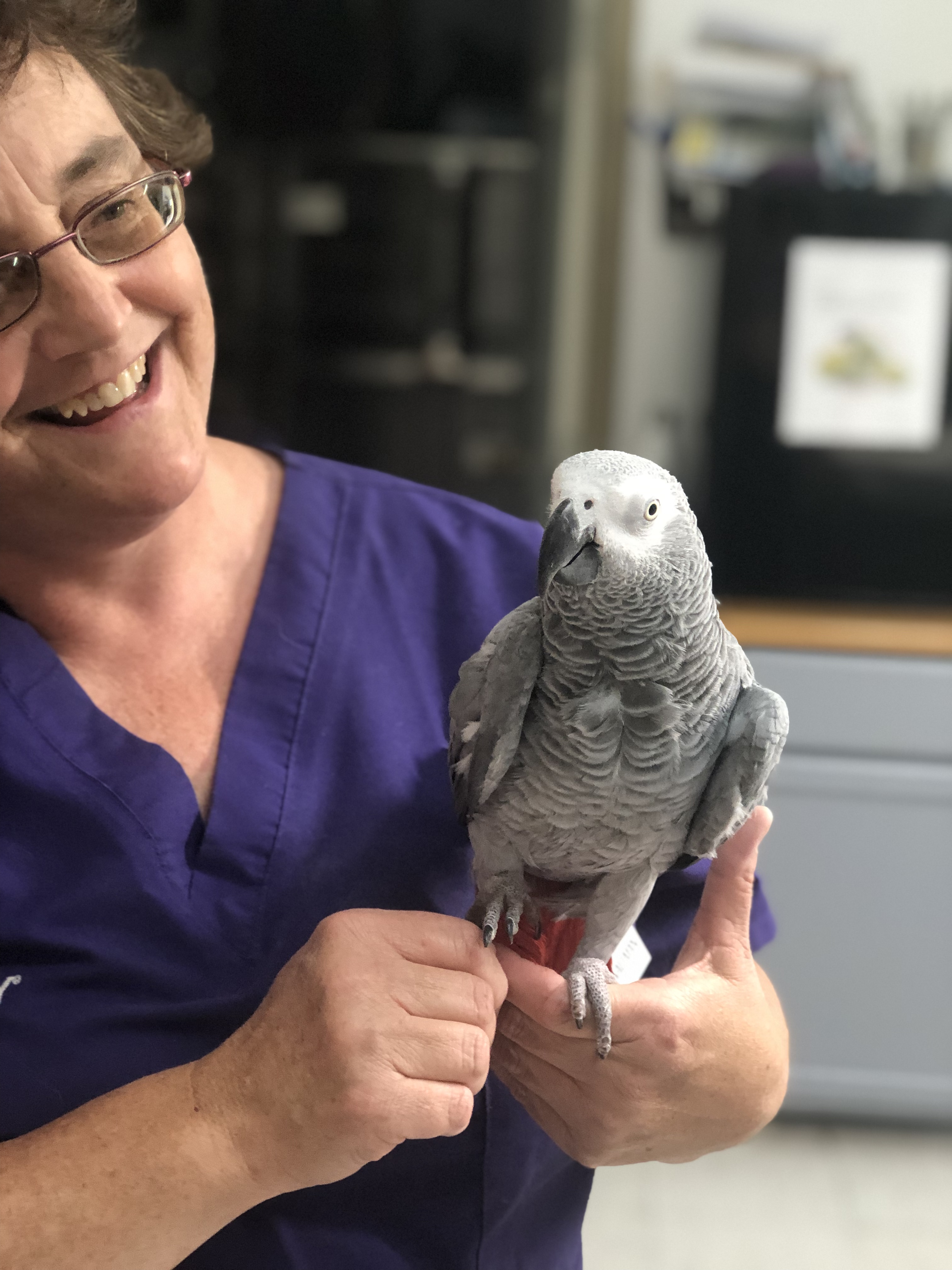 Dr Teena Waltman pictured with one of her avian patients
